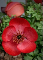 Anemone biflora